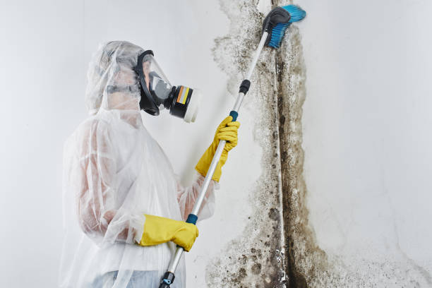 Best Toxic Mold Removal  in Somonauk, IL