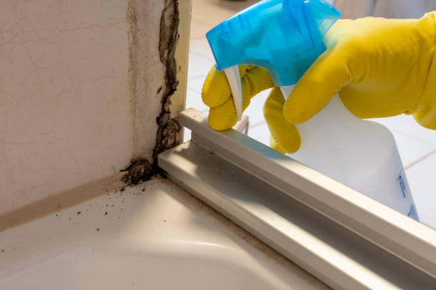 Mold Removal and Inspection in Somonauk, IL