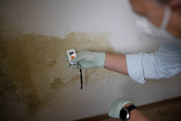 Best Local Mold Removal Service  in Somonauk, IL