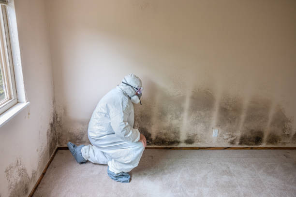Best Mold Cleaning Services  in Somonauk, IL