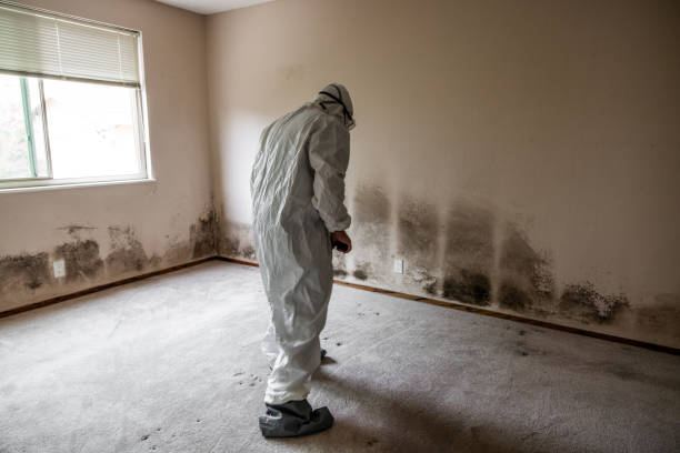 Best Mold Remediation  in Somonauk, IL