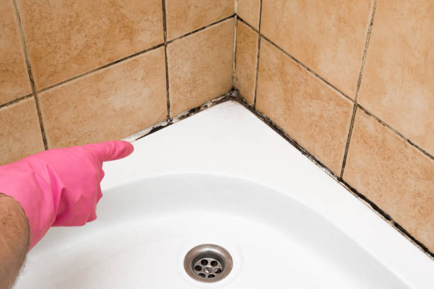 Best Professional Mold Removal  in Somonauk, IL