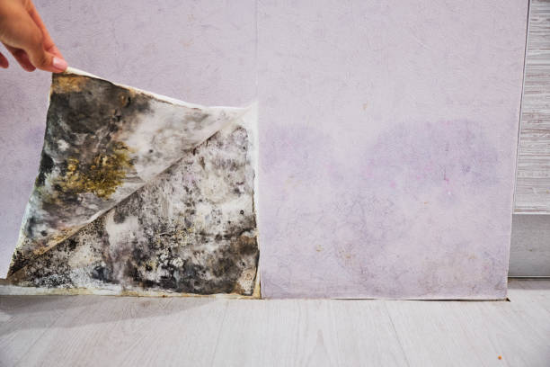Best Same-Day Mold Removal  in Somonauk, IL